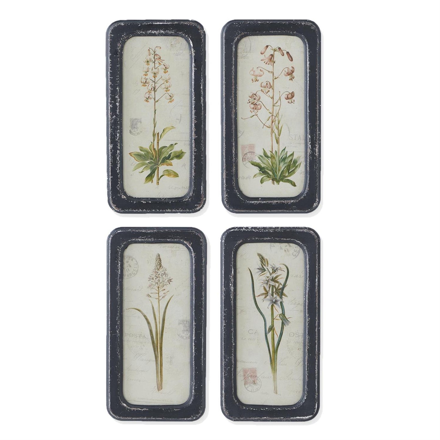 Assorted 14 Inch Black Framed Botanical Prints (4 Styles)