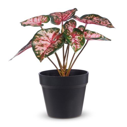 9" POTTED PINK BEAUTY CALADIUM