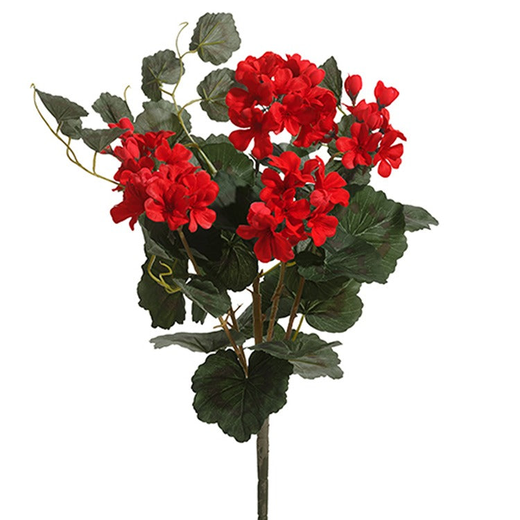 Geranium Bush