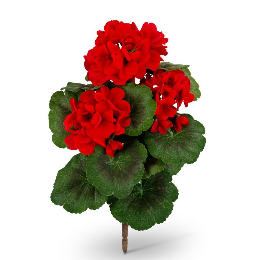 15 Inch Red Geranium Bush