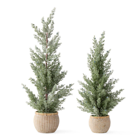Frosted Juniper Trees w/Blue Berries In Cement Pots