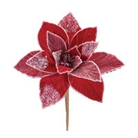Crimson Frost Bloom Poinsettia