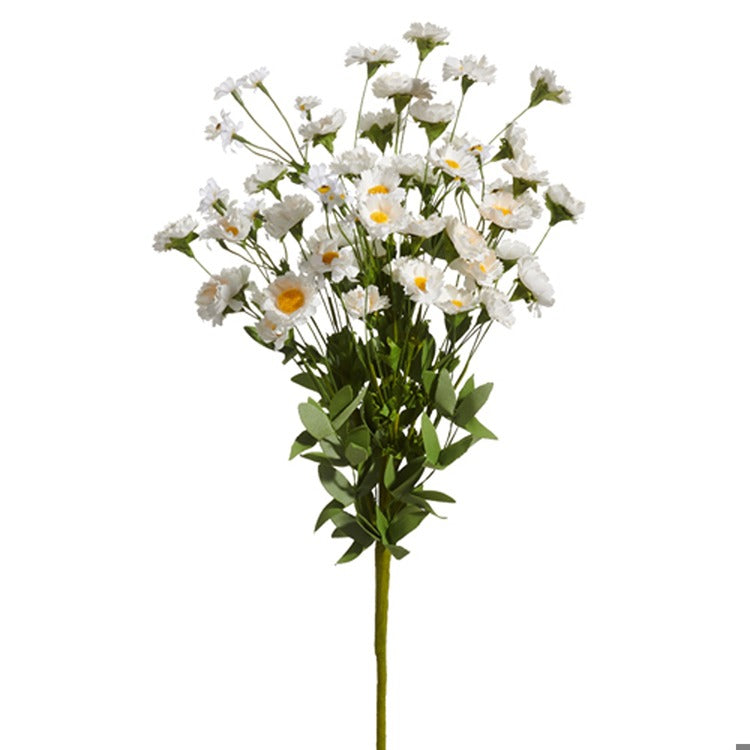 White Daisy Bush