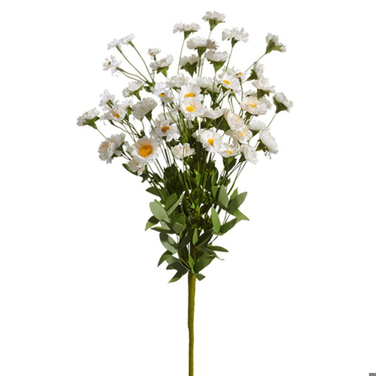 White Daisy Bush